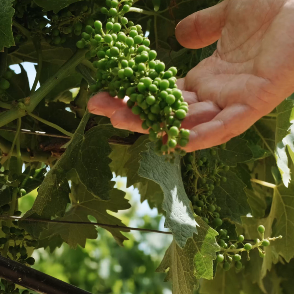 progetto senza titolo (13)