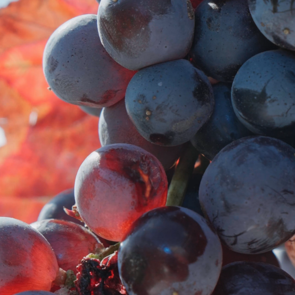 progetto senza titolo